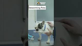 How to Deworm Your Pets Safely [upl. by Bazar271]