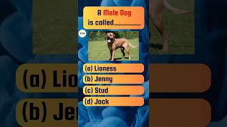 A Male Dog Is Called   quiz animalquiz [upl. by Zsazsa]