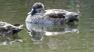 ヨシガモ Mareca falcata 雄  公園のカモ [upl. by Sirotek266]