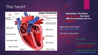 The Cardiovascular System GCSE PE [upl. by Oza]