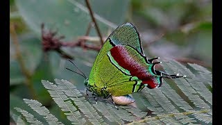 Borboletas do Brasil Butterflies from Brazil  MARQUINHOS AVENTUREIRO [upl. by Emlyn]