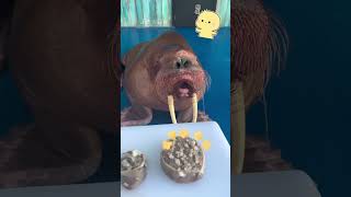 Walruses don’t like mooncakes… Happy MidAutumn Festival to everyone🦭 walrus animals aquarium [upl. by Thenna]