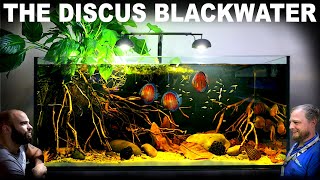 The Discus Blackwater Aquarium EPIC 4ft Aquascape Tutorial w Gold Tetra amp Santarem Discus [upl. by Johannah]