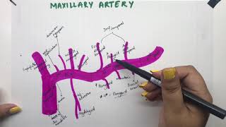 Maxillary Artery  Mnemonics  Anatomy  Manoti Alawadi [upl. by Adnaral979]