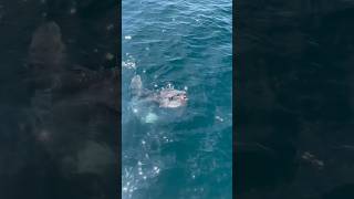 Mola mola having a Velella velella or “By the Wind Sailor” snack 🎥 by Deckhand Otto [upl. by Drisko548]