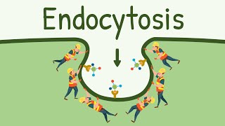 Endocytosis Pinocytosis and Phagocytosis  Eating Digesting and Pooping by the Cell [upl. by Lesoj28]