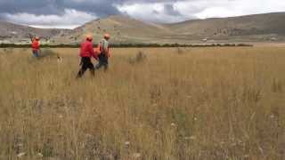 Gary Riddle runs Shock at the Timpanogos Hunting Spaniel Club Trial Puppy Stake [upl. by Mariele]