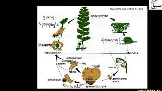 Life Cycle of Adiantum  1st year Biology  swap education portal [upl. by Irreg]