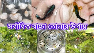 মলি গ্যাপী মাছের সর্বাধিক বাচ্চা উৎপাদনের নিয়ম । producing more moly fishes aquarium [upl. by Jehial]