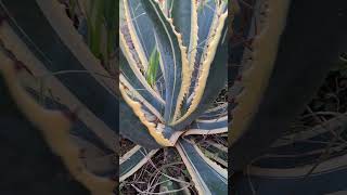 Agave Americana exteriores jardines jardinería jardin nature [upl. by Ikkiv510]