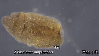 Planaria Regeneration Timelapse [upl. by Emmalyn]