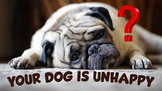 5 Clear Signs Your Dog Is Unhappy  Never Ignore [upl. by Tiraj]