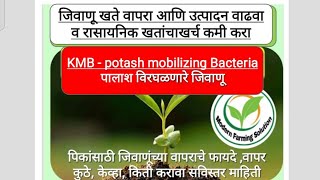 पालाश विरघळविनारे जिवाणू KMB potash mobilizing Bacteria जैविक खत जैविक जैविक खत [upl. by Romy]