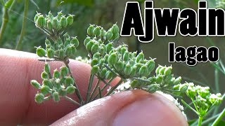 How to Grow Ajwain From Seeds  First Video on Youtube With Result Urduhindi [upl. by Aerb]