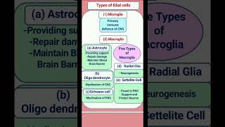 Types of Glial cells [upl. by Mauro]