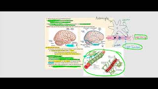 Lecture Video 6 The Brain [upl. by Qerat831]