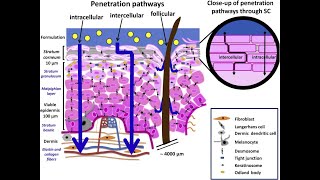 LEC 2 Components of epidermis amp dermis of human skin  Routes of penetration of drugs شرح بالعربي [upl. by Yasmeen842]