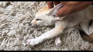 LIVING WITH A FOX  PET FENNEC FOX [upl. by Veradia]