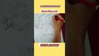 Kidney Anatomy mahabubabadammai ytshorts science kidneyanatomy [upl. by Akimrehs302]