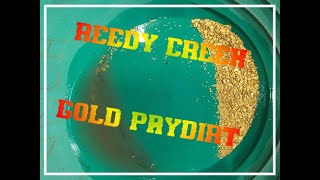 REEDY CREEK GOLD PAY DIRT 2024 [upl. by Abbate]