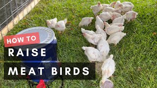 How to Raise Meat Birds [upl. by Gingras254]