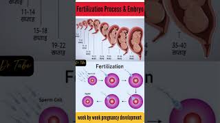 Fertilization process and embryo development  development of embryo from zygote fertilization [upl. by Gipps]