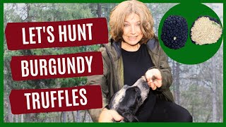 How to Find Burgundy Truffles Tuber Uncinatum  Tutorial [upl. by Camel]