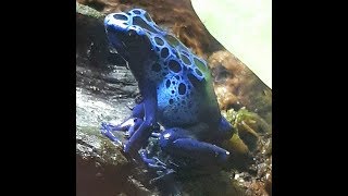 Dendrobates Tinctorius Azureus Froglets Feeding [upl. by Cristine947]