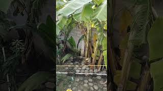 GARDEN VLOG 😍garden ytshorts nature gardening maadithottam love [upl. by Yecad]