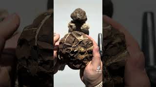 Large Septarian Nodule rockhounding rocks minerals education crystal science cool mining [upl. by Miarfe854]