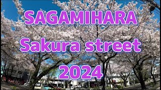 SAGAMIHARA Sakura street 2024 [upl. by Wettam]