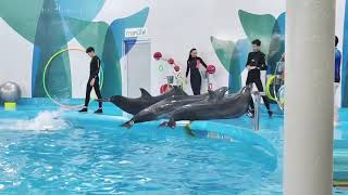 🌊 Pattaya Dolphinarium Show 2022 Dolphins Seals and Unforgettable Moments 🐬🌟 [upl. by Vareck]