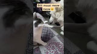 Billi mausi aur shero funnyvideo cat funny comedy catlover cute catlaughs laughoutloud [upl. by Aneekas]