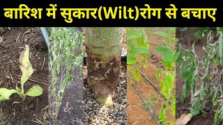 बारिश में सुकार रोग से बचाएं  Fusarium Wilt Control [upl. by Shaw789]