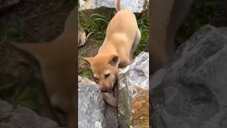 Dog vs Animal Unique video Viral short video [upl. by Weitzman975]