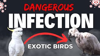 Most Harmful Infection for Exotic Parrots  Symptom amp Prevention of PBFD  ShaikhTanveer BirdCare [upl. by Yatnoj]