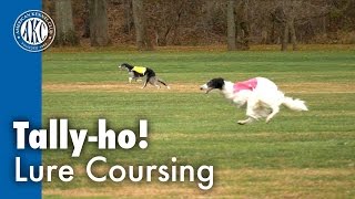 Tallyho Lure Coursing [upl. by Sucramel]