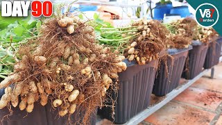 How to Grow Peanuts From Seed to Harvest  Easiest for Beginners [upl. by Yehsa]