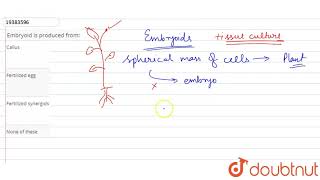 Embryoid is produced from [upl. by Noyrb857]