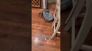 Playful Puppy Drags Bed Around the House [upl. by Kosel]