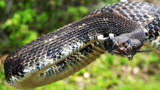 My BIGGEST Timber Rattlesnake Yet 2017 Rattlesnake Hunting in Pennsylvania [upl. by Tirzah709]