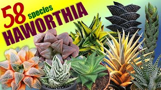 58 HAWORTHIA SPECIES  HERB STORIES [upl. by Rebmak27]