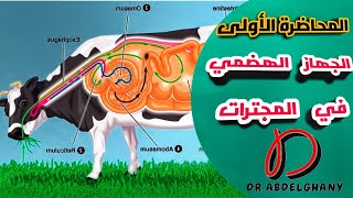 المحاضرة الأولى مقدمة فى الجهاز الهضمي للمجترات Ruminant Digestive System [upl. by Zsa Zsa]