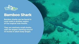 Learn About Bamboo Sharks [upl. by Nyrrad16]