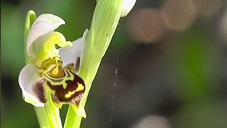 botanique lOrchidée Ophrys Abeille [upl. by Symer]