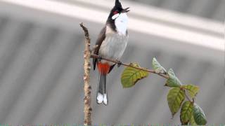 紅耳鵯 Redwhiskered Bulbul [upl. by Betthezul]