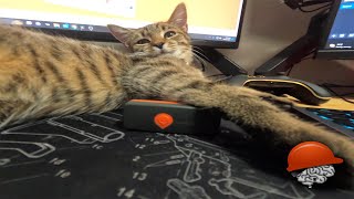 WEENECT Cat GPS AMAZING TECH FOR KITTY [upl. by Lraep12]