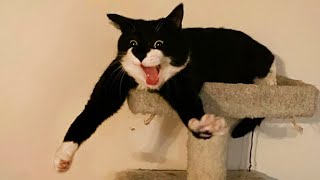 Life With A Funny Cat Is Never Boring 😹 Funny ANIMALS videos 2024 [upl. by Kopp531]