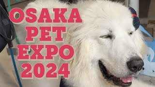 Osaka Pet Expo 2024 Osaka Japan [upl. by Romito]