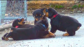 Cute Rottweiler Puppies Playing Together [upl. by Voltmer227]